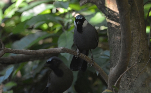 Black-throated Laughingthrush (Pterorhinus chinensis), photo 8