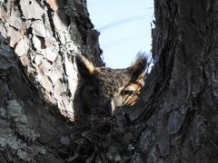 Bubo virginianus image
