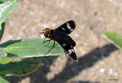 Hyperalonia morio morio