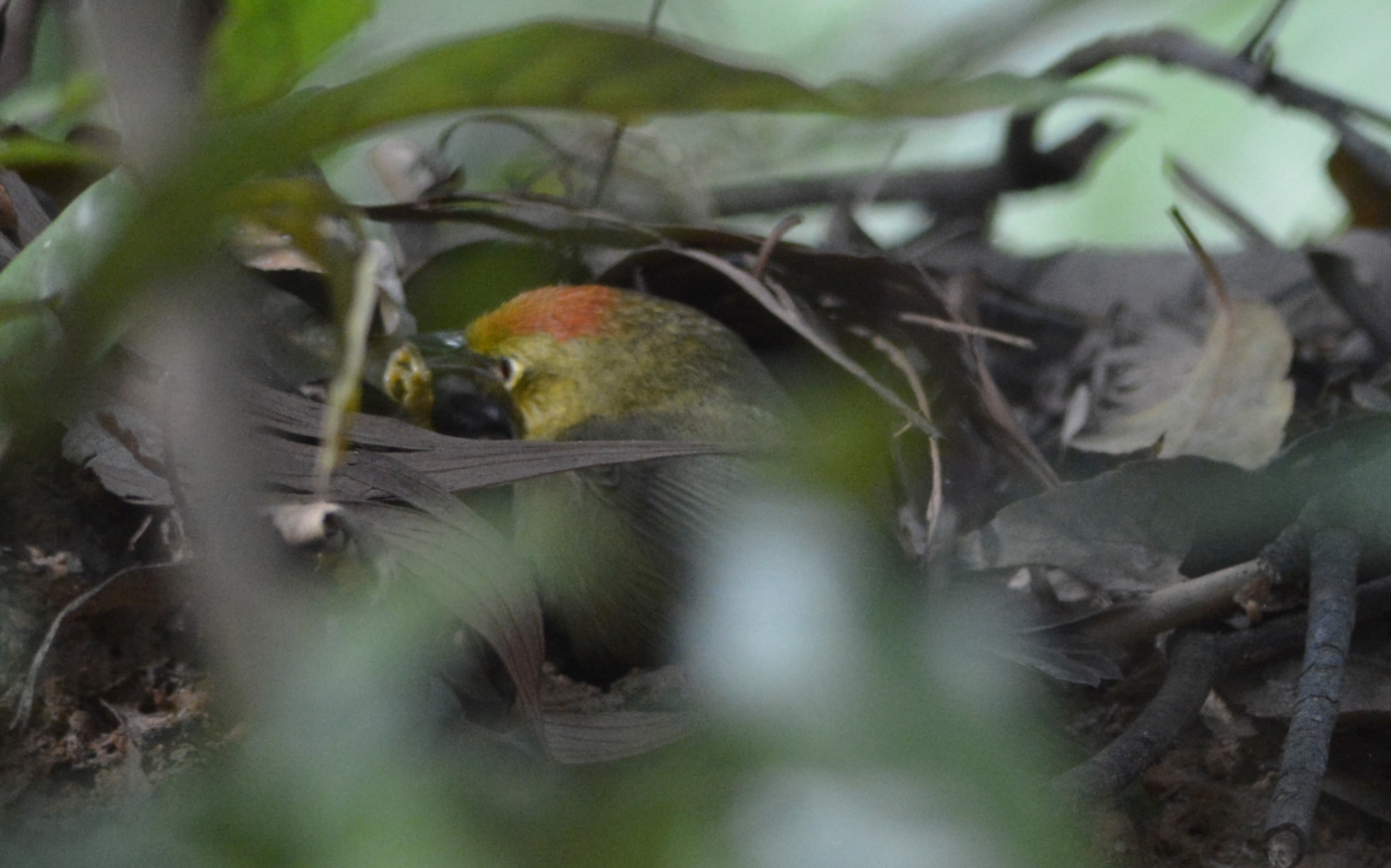 Rufous-capped Babbler