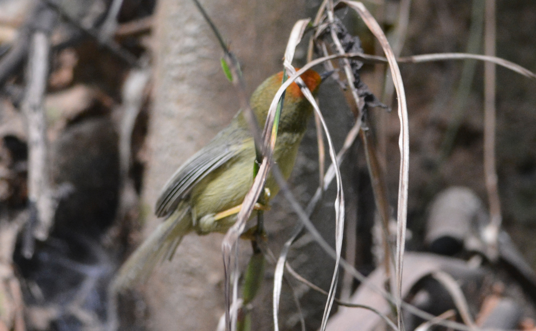 Rufous-capped Babbler