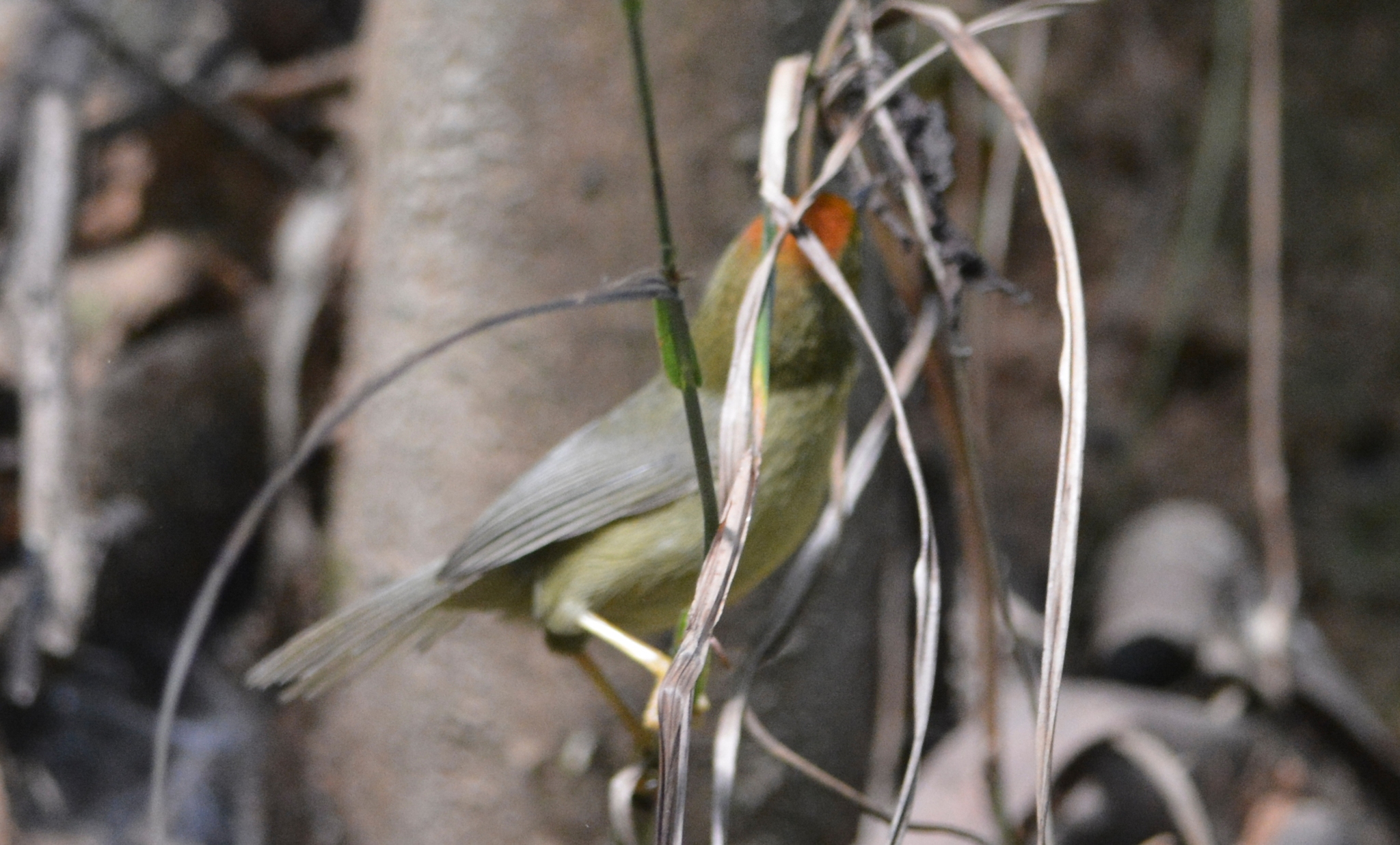 Rufous-capped Babbler