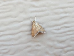 Scybalistodes vermiculalis