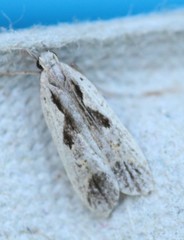 Dichomeris bilobella