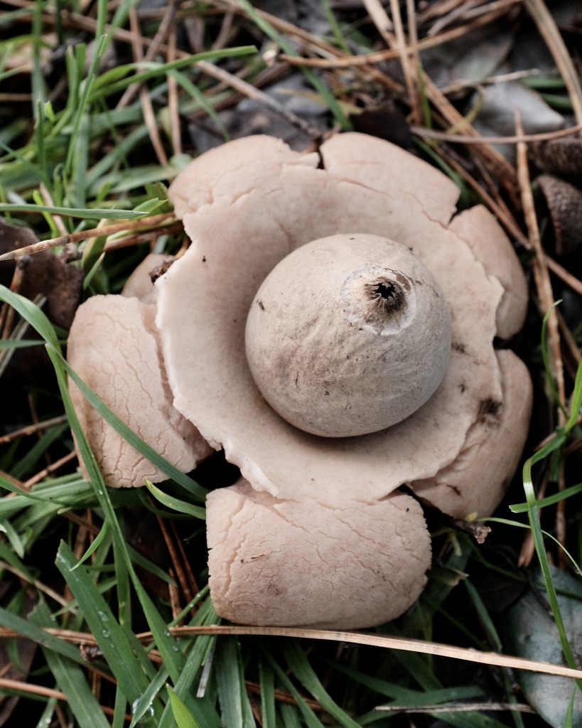 Geastrum michelianum · December 2025 · photo: © p_r_i_o_r (iNaturalist, cc-by)