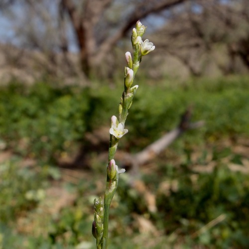 Persian knotweed (Polygonum argyrocoleon)