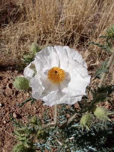 Southwestern pricklypoppy (Argemone pleiacantha)