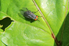 Diptera