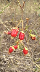 Eugenia involucrata