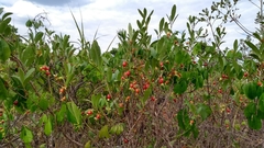 Eugenia involucrata