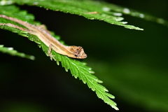 Anolis granuliceps