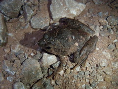 Microhyla berdmorei