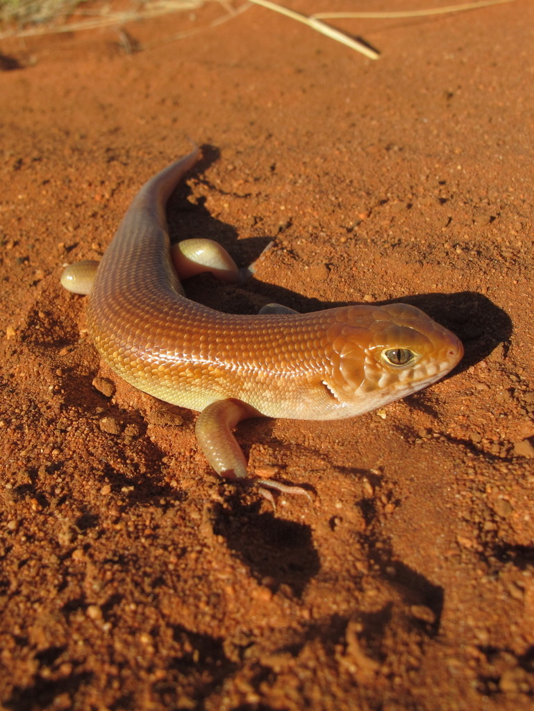 Nocturnal Desert-Skink
