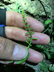 Rorippa sessiliflora