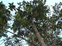 Dipterocarpus obtusifolius