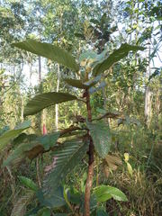 Dipterocarpus
