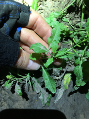Rorippa sessiliflora