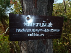 Vaccinium sprengelii