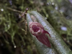 Pleurothallis ripleyi