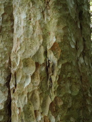 Lagerstroemia calyculata