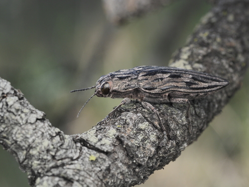 Western Sculptured Pine Borer
