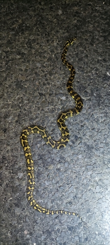 Jungle Carpet Python sighting