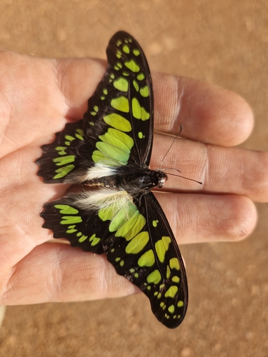 Electric Green Swordtail