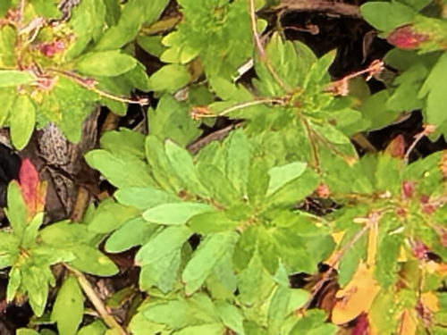 Laurembergia repens, photograph 6