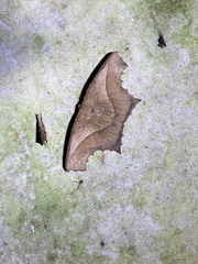 Eutomopepla