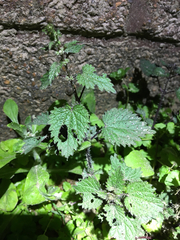 Urtica chamaedryoides
