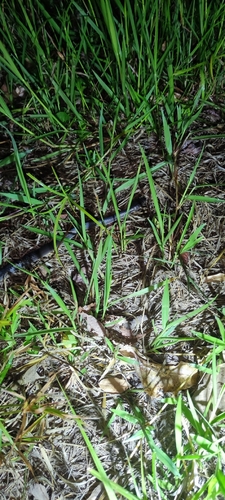 Slaty-grey snake sighting