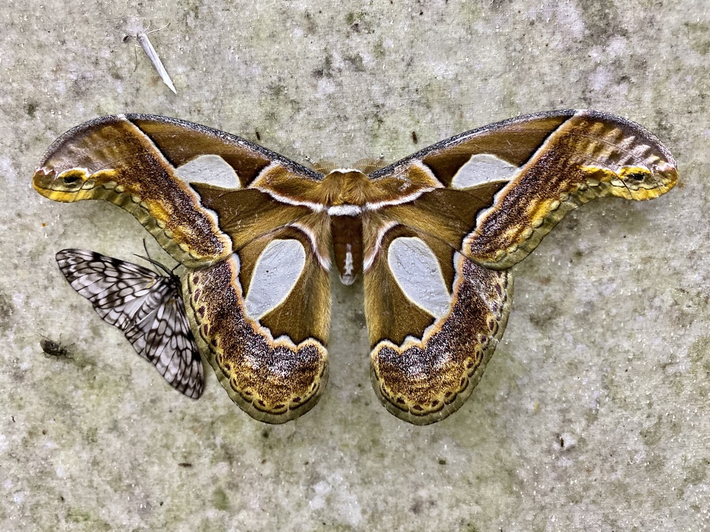 Rothschildia aricia