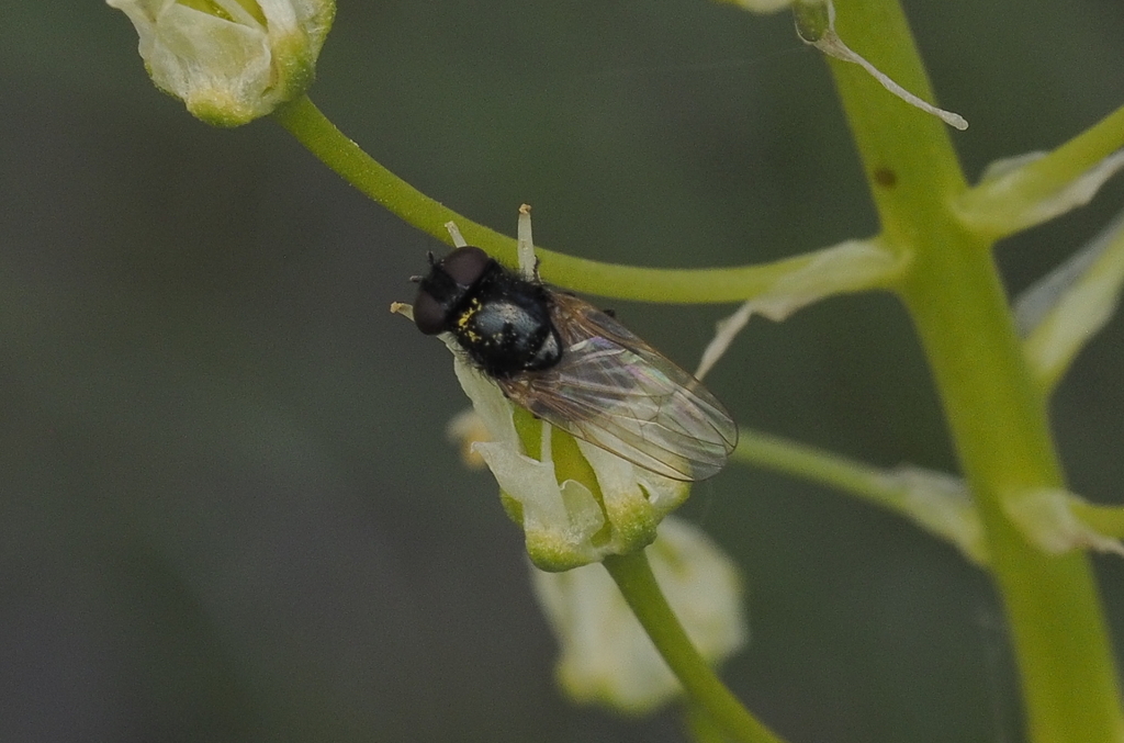 Earomyia melnickae