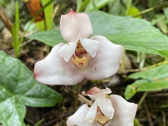 Maxillaria roseola