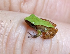 Pristimantis pseudoacuminatus