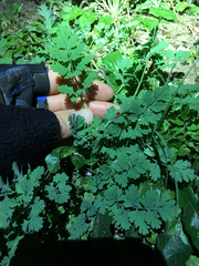 Corydalis micrantha