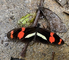 Heliconius telesiphe