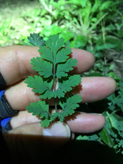 Corydalis micrantha