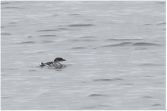 Pelecanoides garnotii