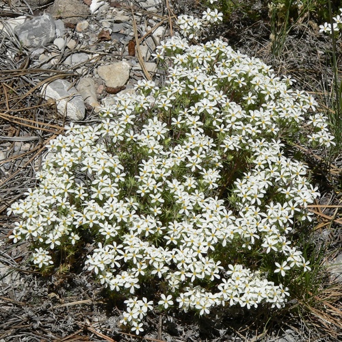 summer snow (Leptosiphon nuttallii)