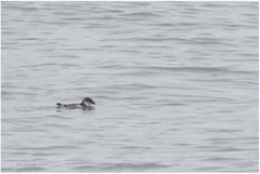 Pelecanoides garnotii