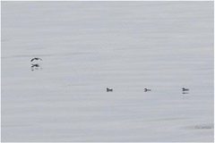 Pelecanoides garnotii