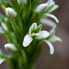 Platanthera elegans elegans