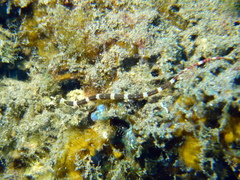 Corythoichthys amplexus