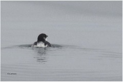 Pelecanoides garnotii