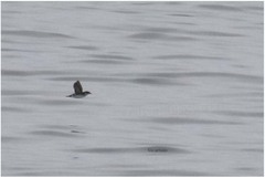 Pelecanoides garnotii