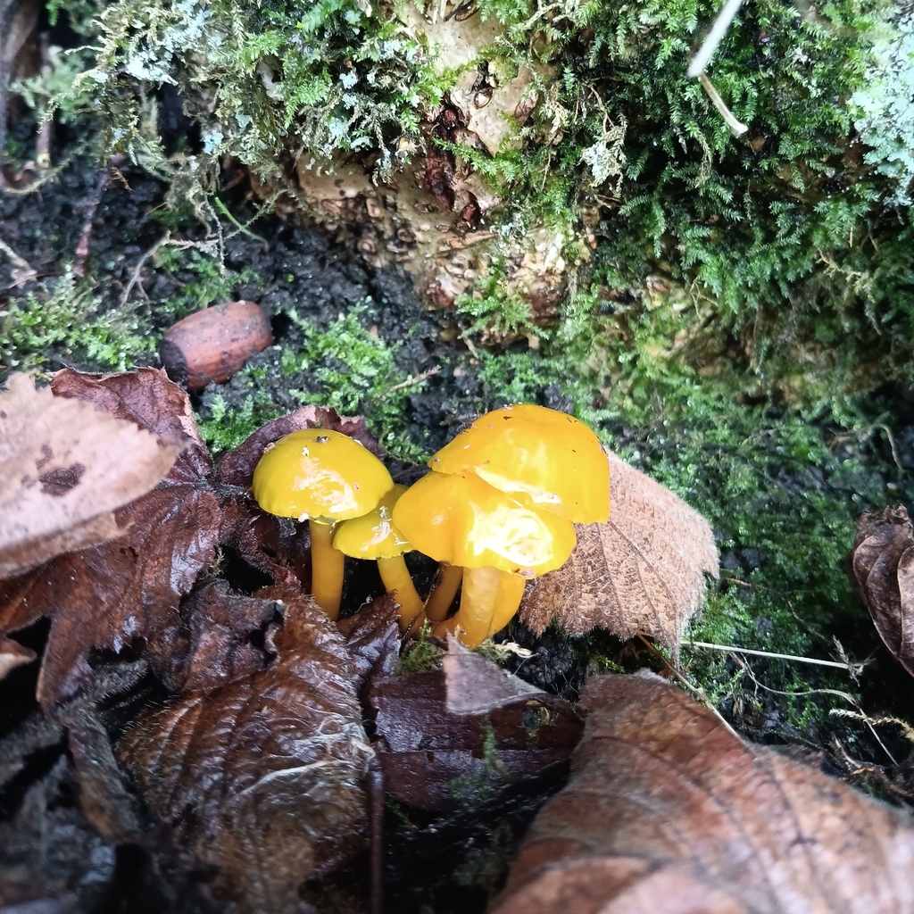 Gliophorus psittacinus