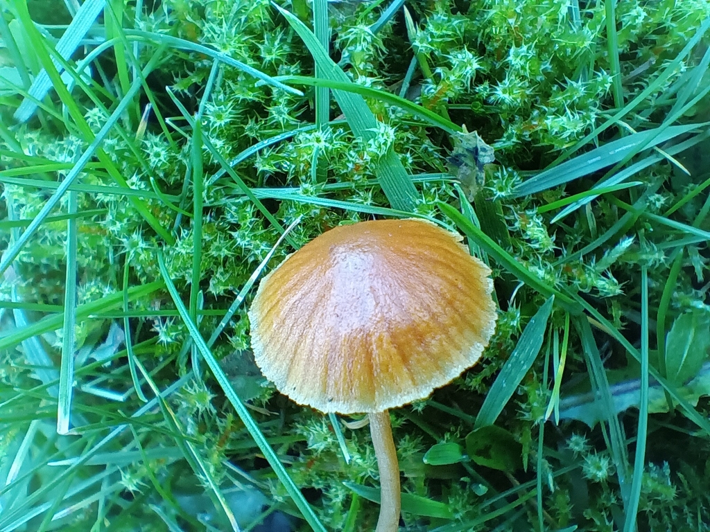 Galerina · December 2025 · photo: © considerthelilies (iNaturalist, cc-by)