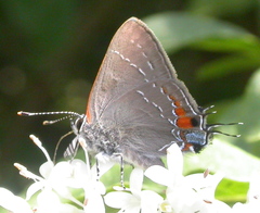 Satyrium favonius