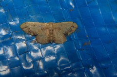 Idaea